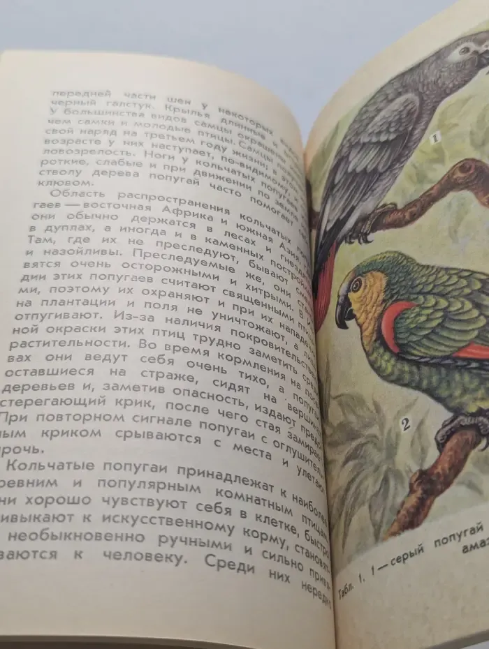Попугаи