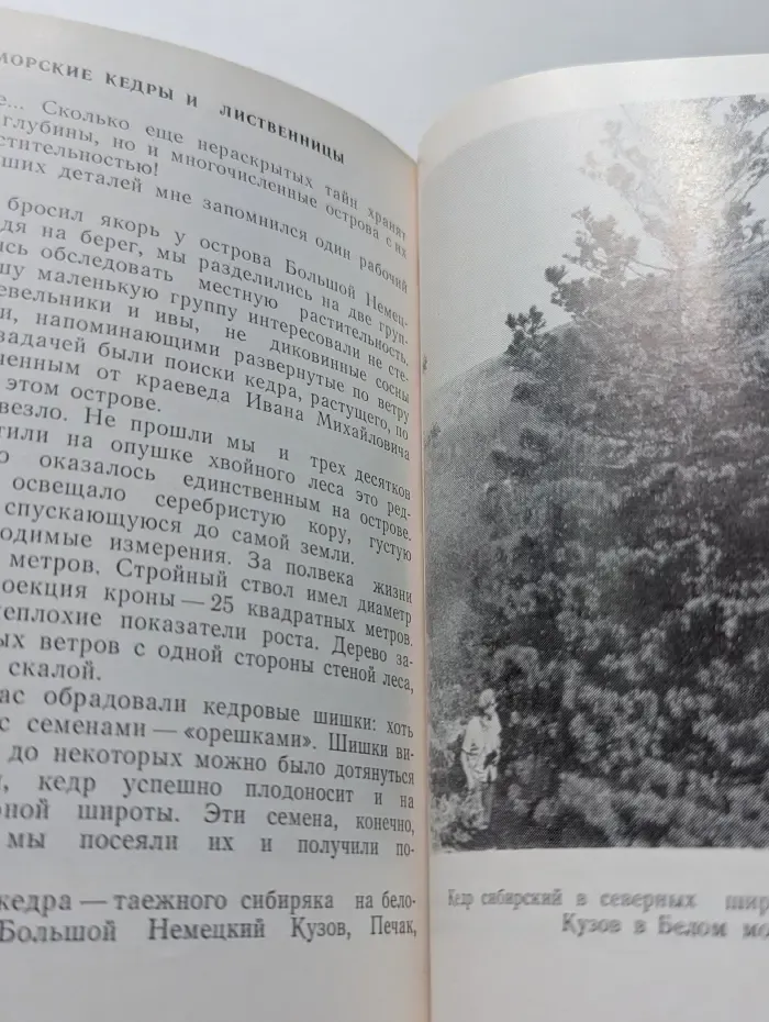 Природа и человек. Редкие деревья Карелии