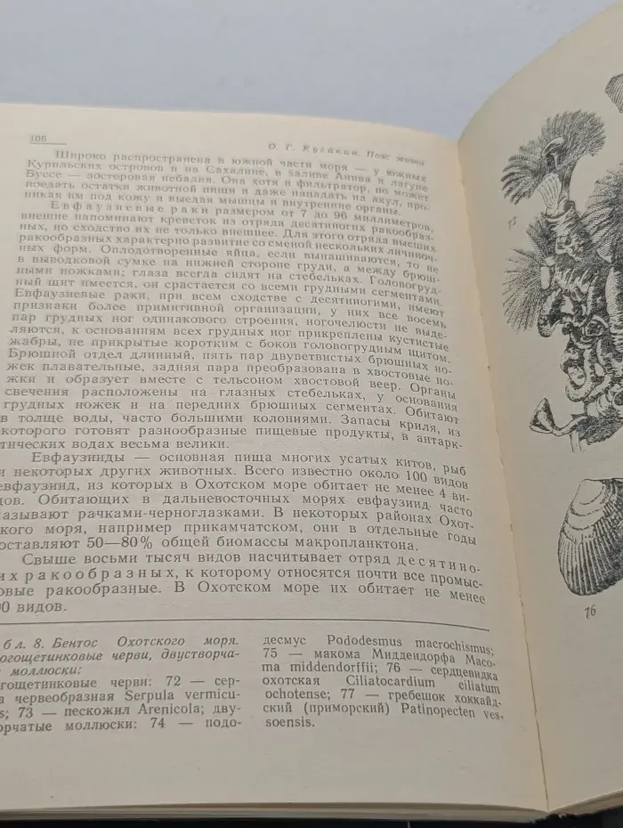 Пояс жизни. Рассказ о шельфе Охотского моря