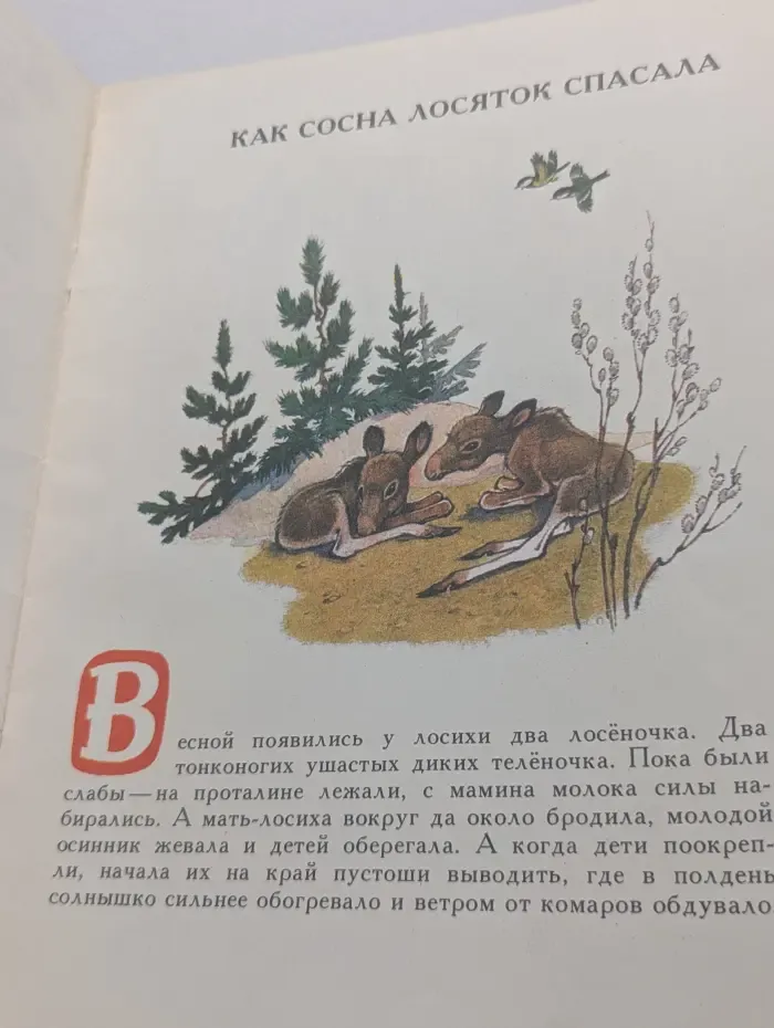 Как сосна лосяток спасала