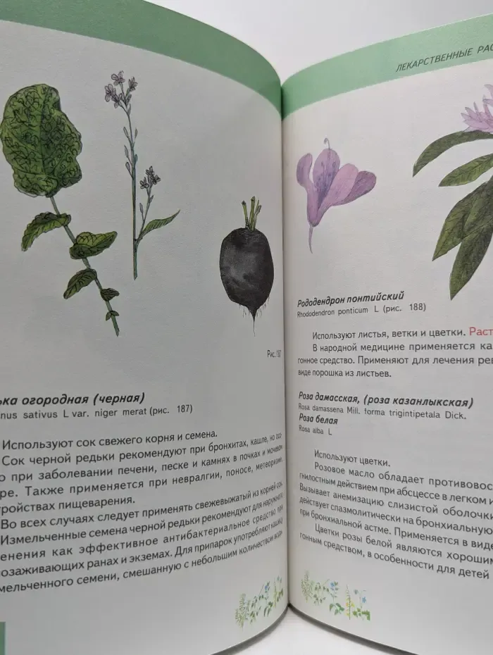 Лекарственные растения в каждом доме