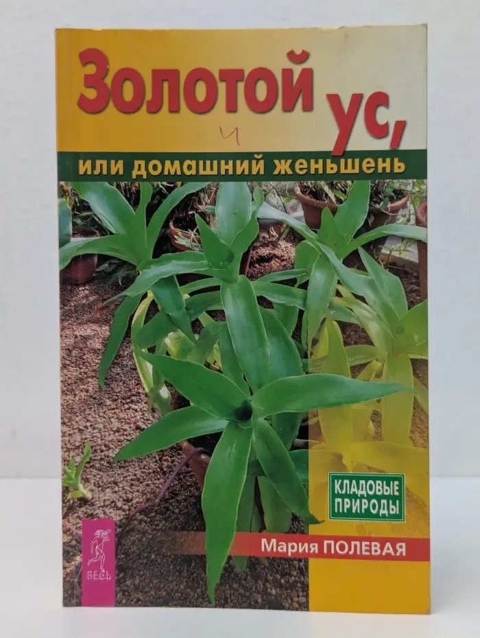 Золотой ус, или домашний женьшень