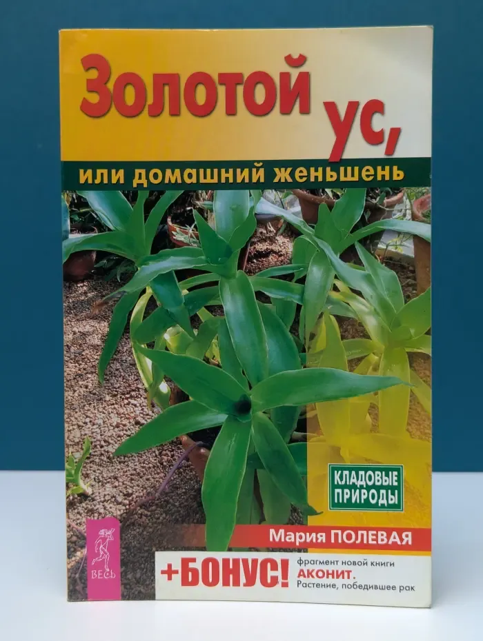 Золотой ус, или домашний женьшень