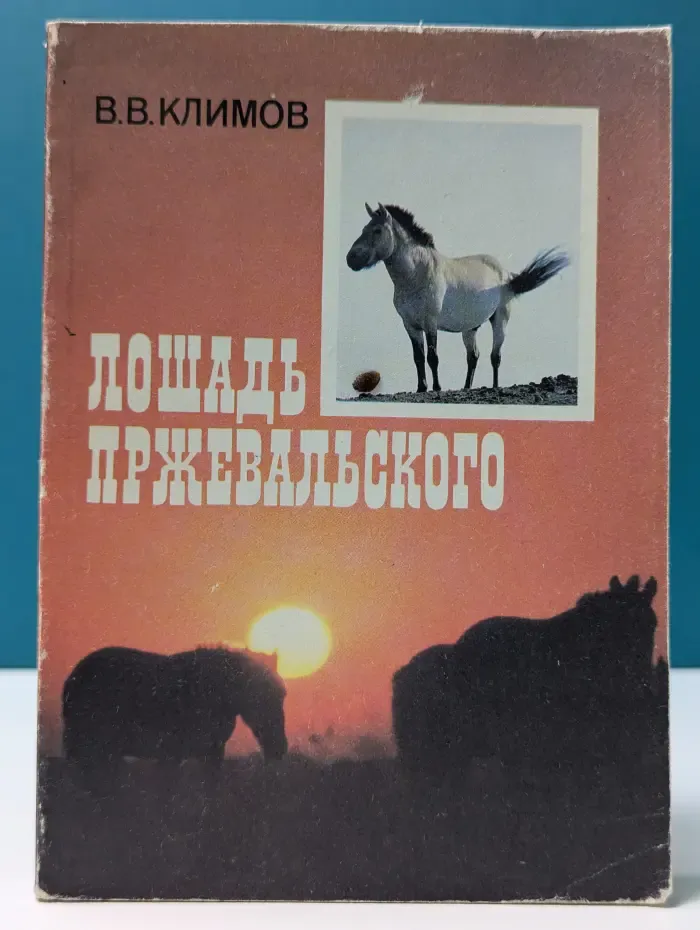 Лошадь Пржевальского