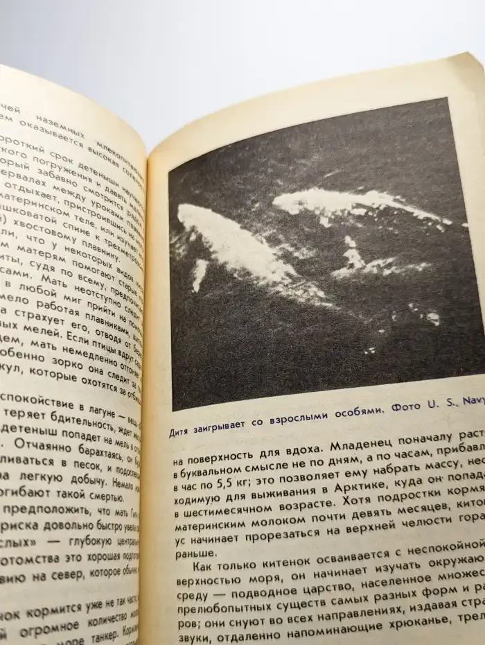 Кит в океанариуме. История Гиги