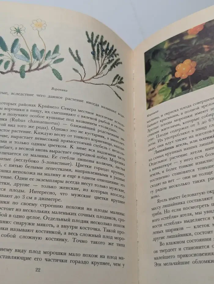 Растительный мир нашей Родины