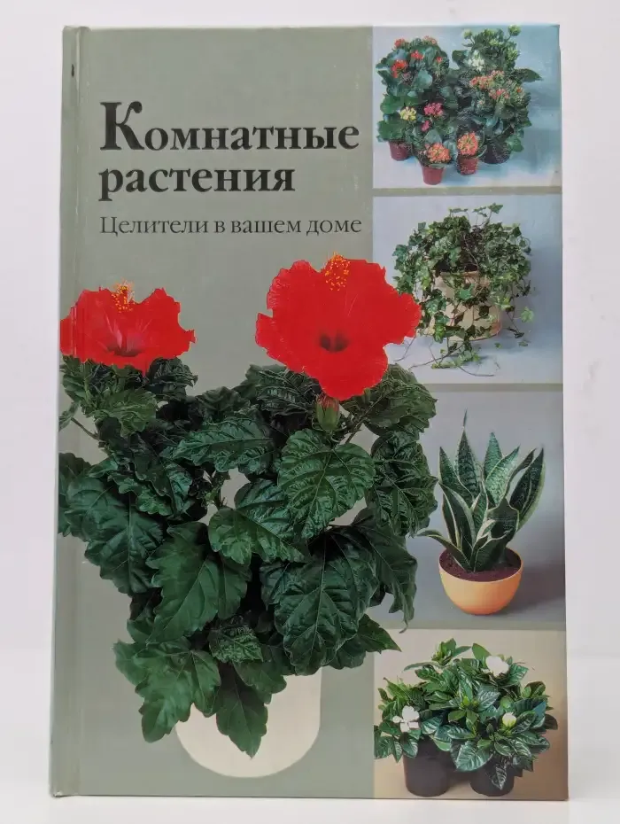 Комнатные растения. Целители в вашем доме
