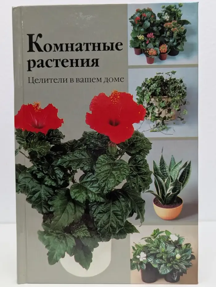 Комнатные растения. Целители в вашем доме