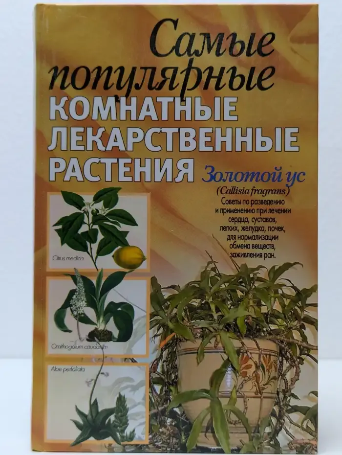 Самые популярные комнатные лекарственные растения