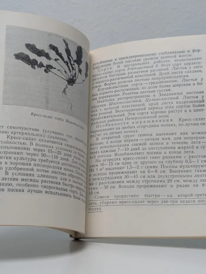 Зеленные культуры