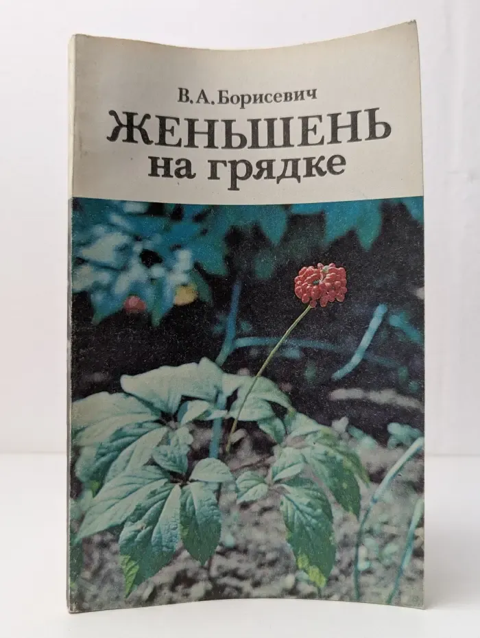 Женьшень на грядке