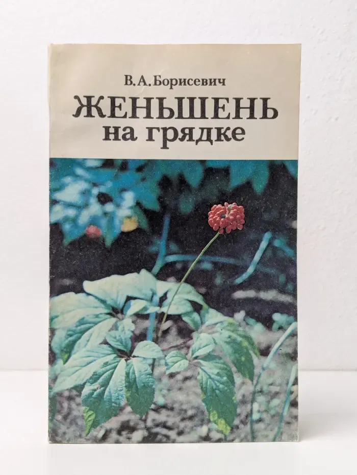 Женьшень на грядке