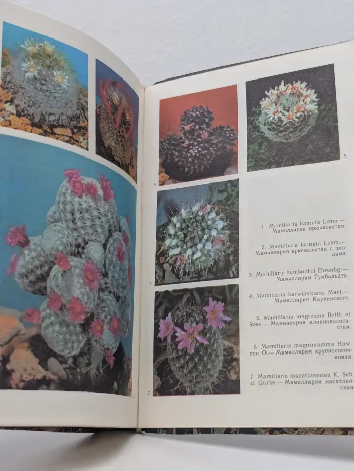 Кактусы. Справочник