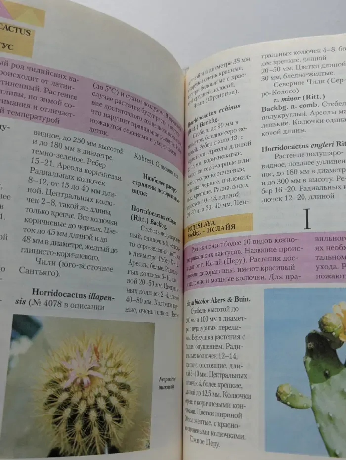 Кактусы