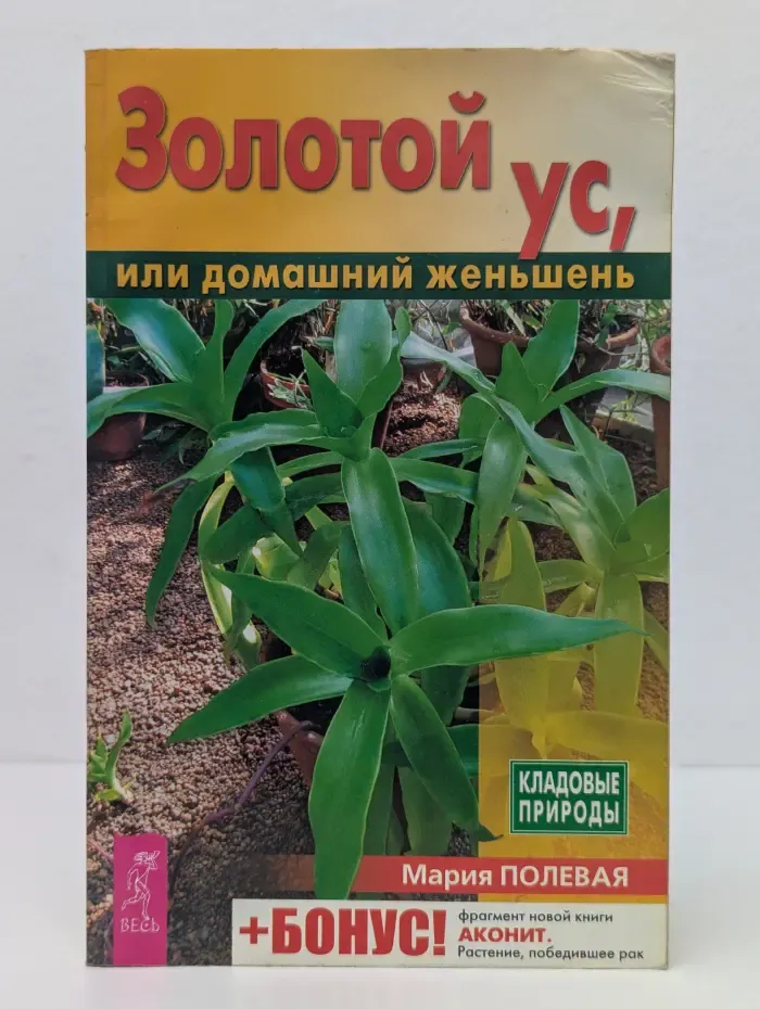 Золотой ус, или домашний женьшень